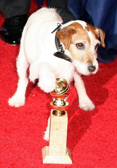 uggie2012227_1